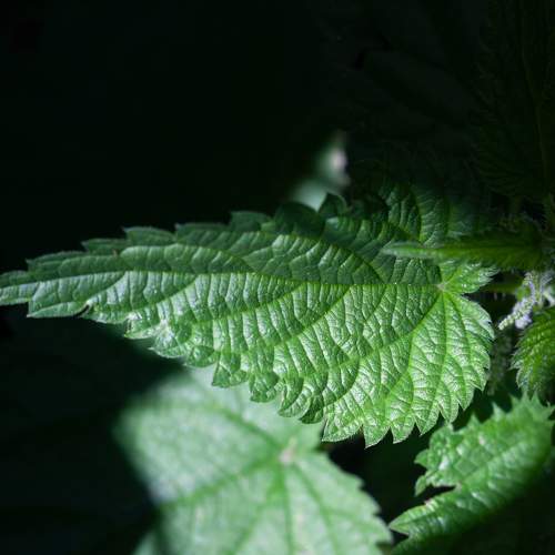 Photo #11377716