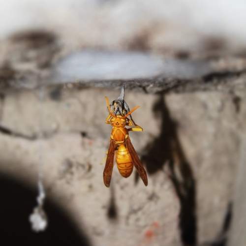 Photo #11378377