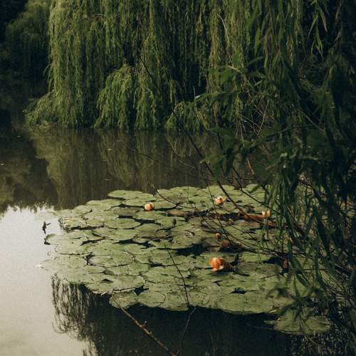 Photo #11378745