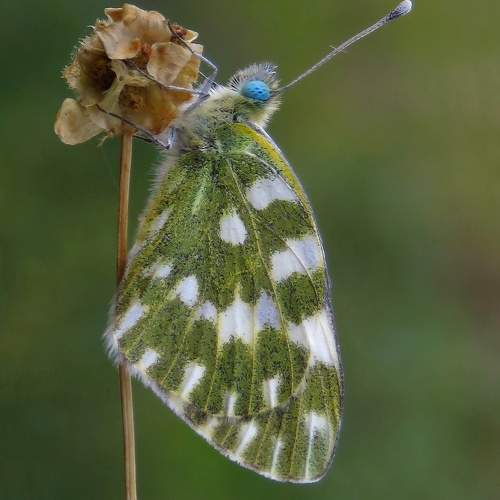 Photo #11379086