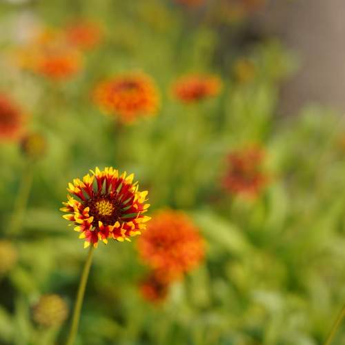 Photo #11380997
