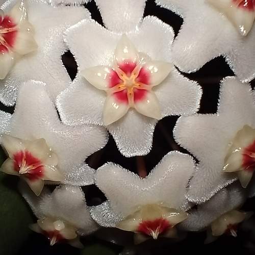 Photo #11381721