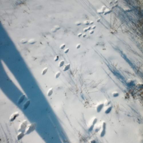 Photo #11381731