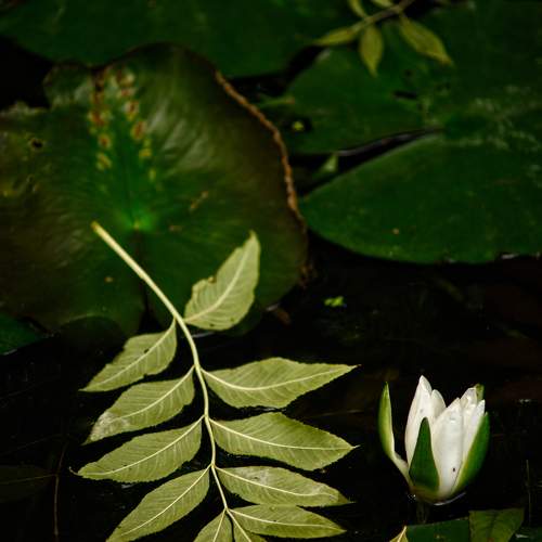 Photo #11382389
