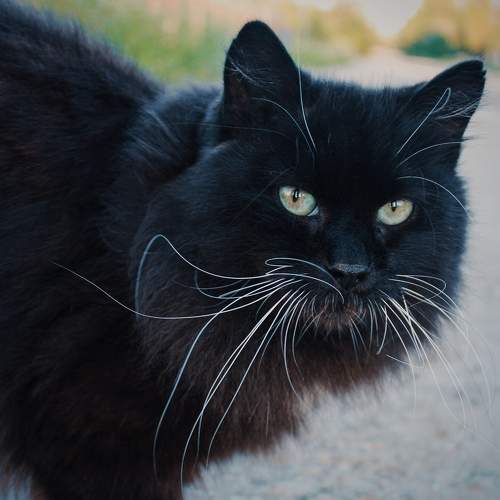 Photo #11382547