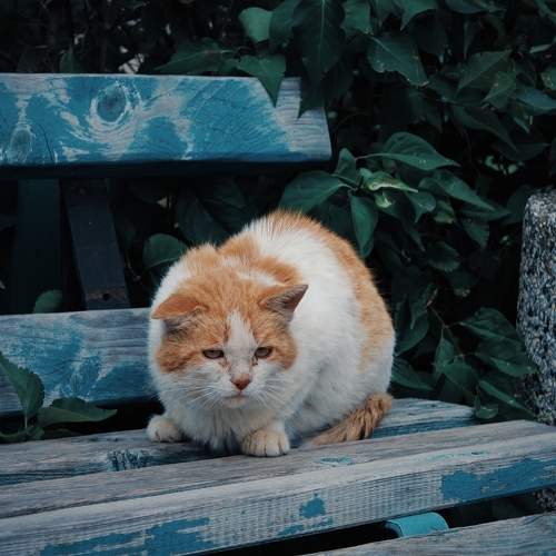 Photo #11382548