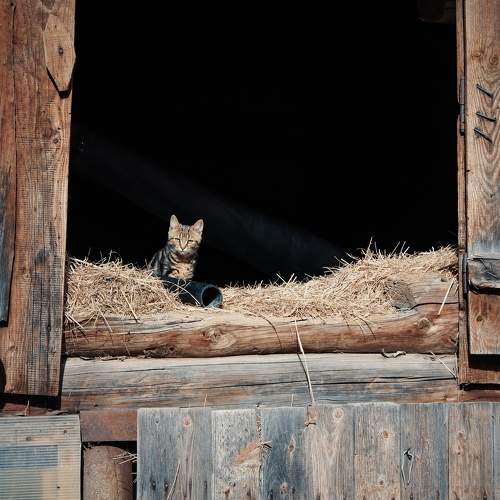 Photo #11382641