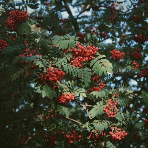 Photo #11382655