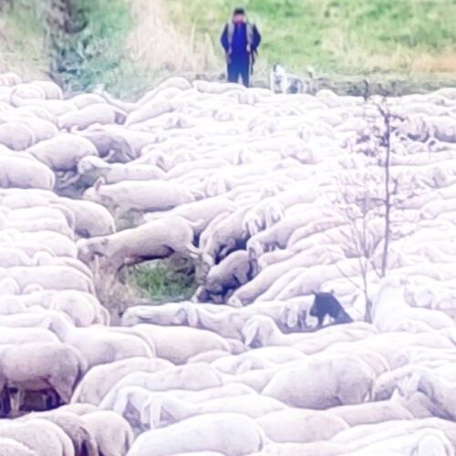 Photo #11383486
