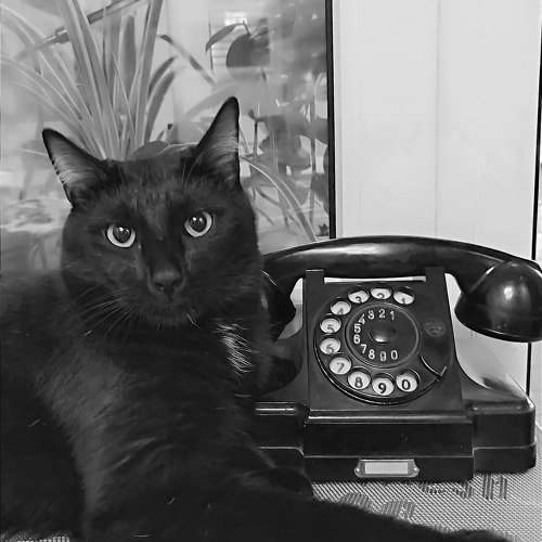 Кот у аппарата!