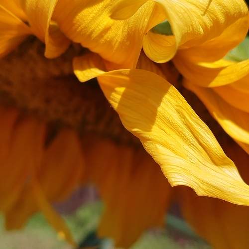 Photo #11384243