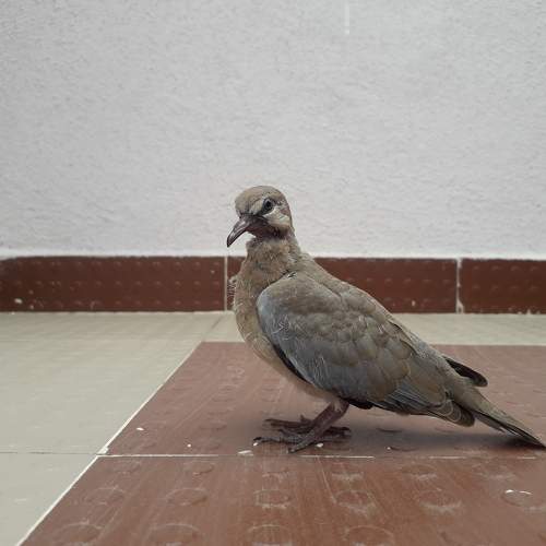 Photo #11384265