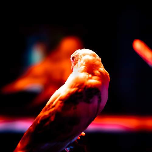 A bird in the cage