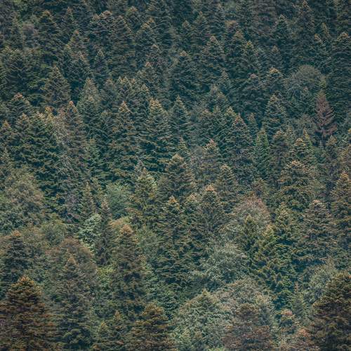 Photo #11384613