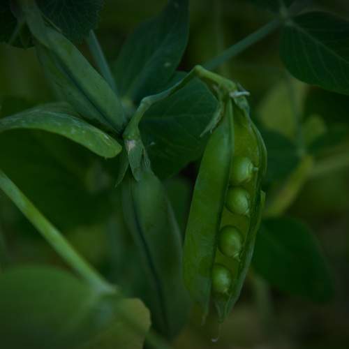 Photo #11384646
