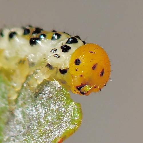Photo #11384732