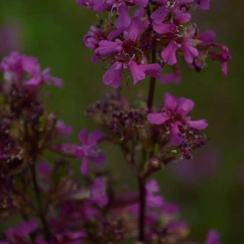 Photo #11384990