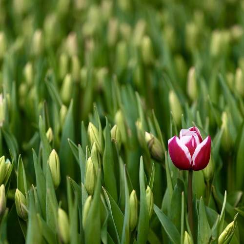 A Lonely Tulip