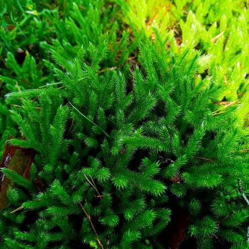 Photo #11385506