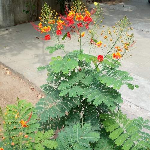 Photo #11385646