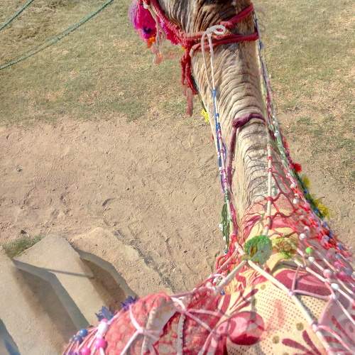 Photo #11385670