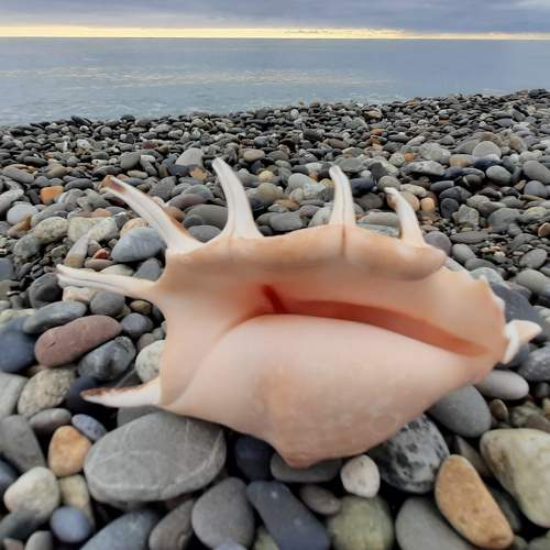 Photo #11386028