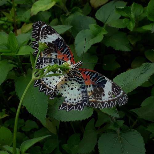 Photo #11386380