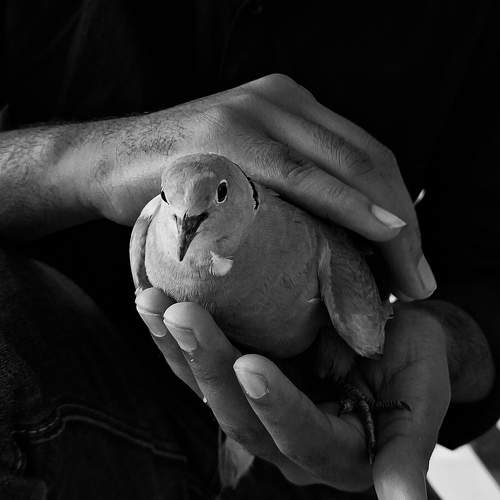 Human & Bird.