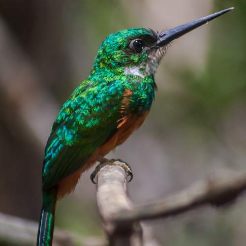 Ariramba-de-cauda-ruiva (Rufous-tailed Jacamar)