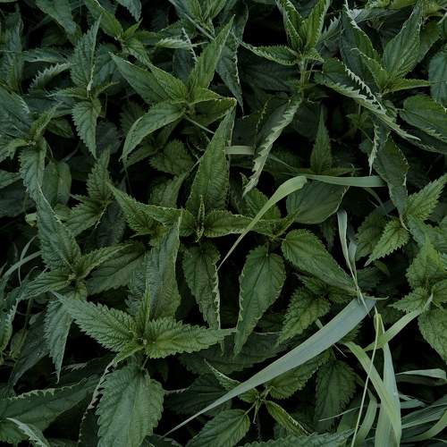 Photo #11388210