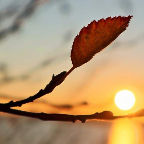 Photo #11388307