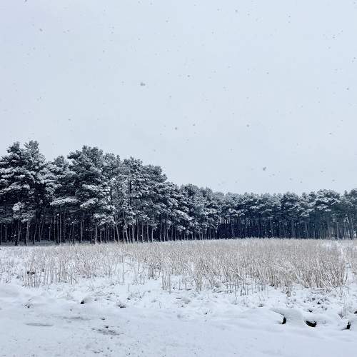 Photo #11388710