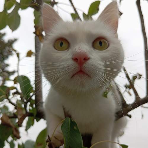 Photo #11390486