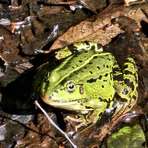 Photo #11391611