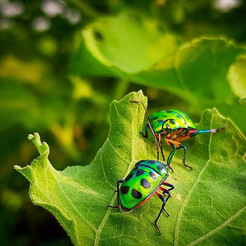 love in green