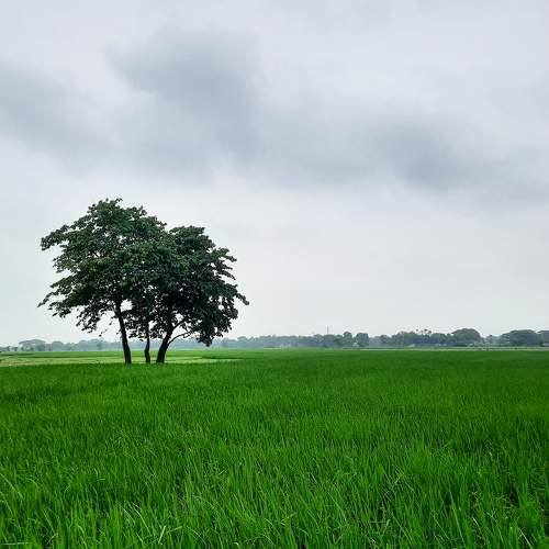 Stand on the green