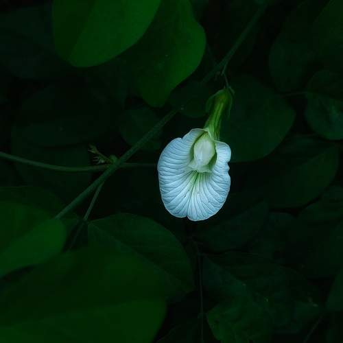 Photo #11392062