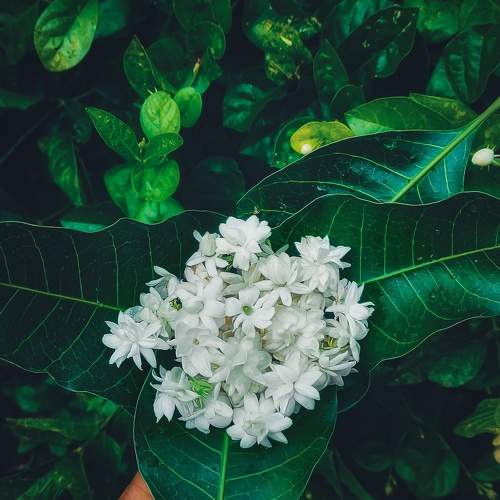 Photo #11392063