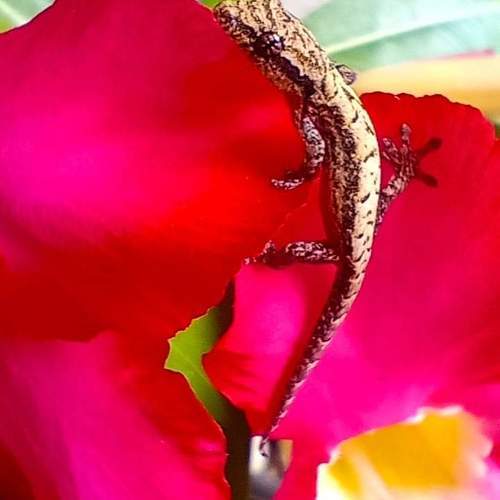 Photo #11392908
