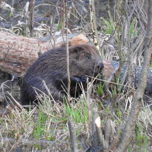 Photo #11394292