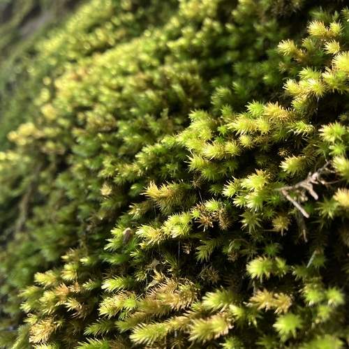 Photo #11394913