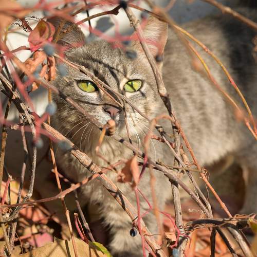 Photo #11395142