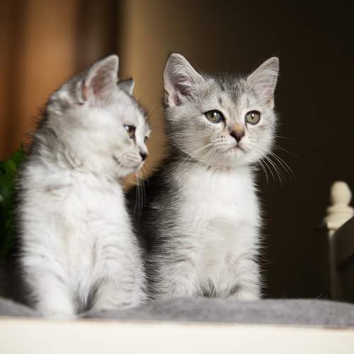 Photo #11395242