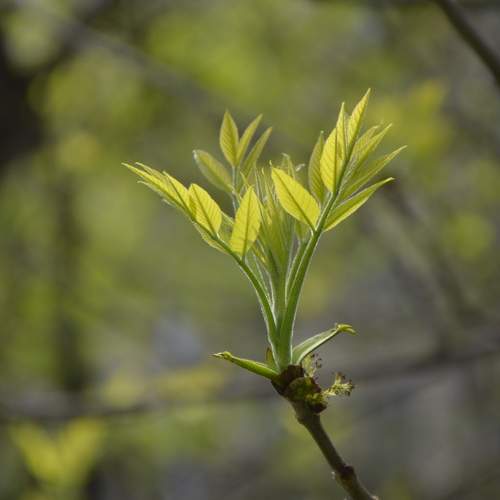 Photo #11396144