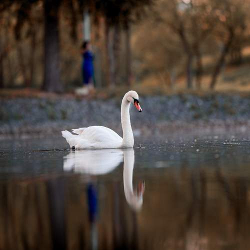 Photo #11396700