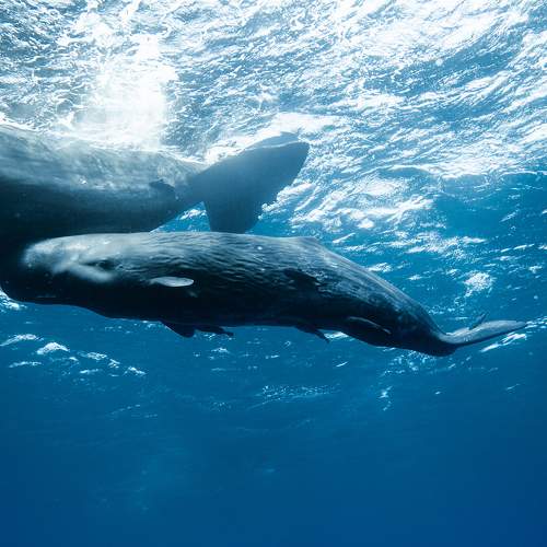 Photo #11396768