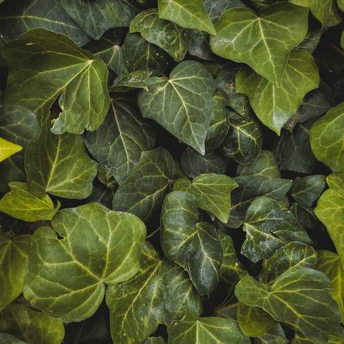 Photo #11399310