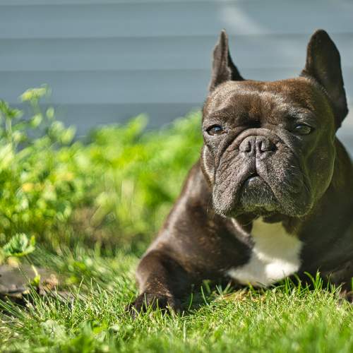 Photo #11399440