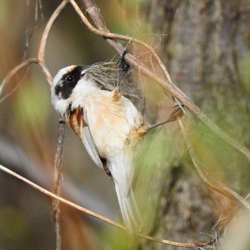 Photo #11399646