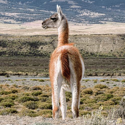 Not Impressed Guanaco